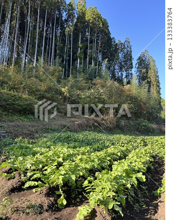 杉の木に囲まれた小さな畑に植った緑が美しい大根たち 133383764
