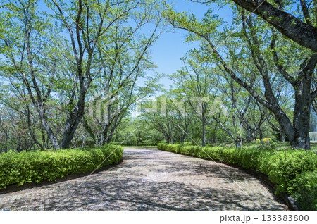 茨城 新緑の公園(十王パノラマ公園) 茨城 新緑の公園(十王パノラマ公園) 133383800