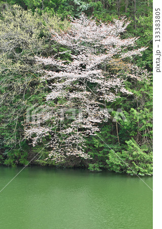 桜の季節　鎌北湖湖畔　　　　　　 133383805