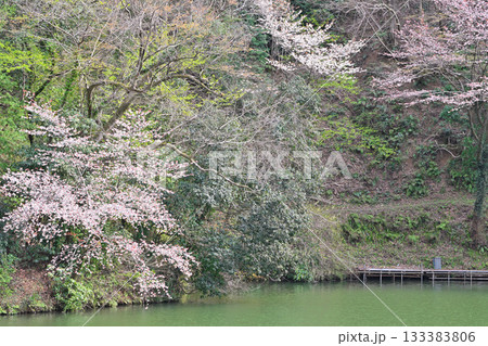 桜の季節 鎌北湖湖畔 桜の季節 鎌北湖湖畔 133383806