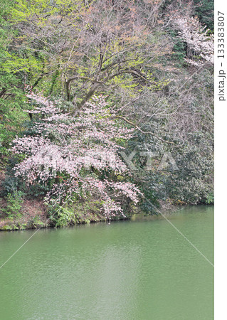 桜の季節 鎌北湖湖畔 桜の季節 鎌北湖湖畔 133383807
