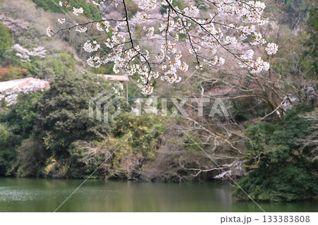 桜の季節 鎌北湖湖畔 桜の季節 鎌北湖湖畔 133383808