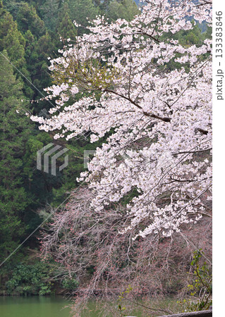 鎌北湖 満開の桜 鎌北湖 満開の桜 133383846