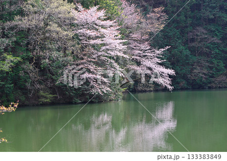 桜の季節　鎌北湖湖畔　　　　　　 133383849