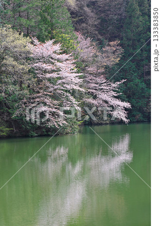 桜の季節　鎌北湖湖畔　　　　　　 133383850