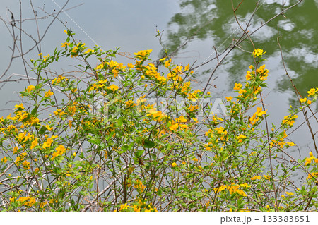 ヤマブキの花 鎌北湖湖畔 ヤマブキの花 鎌北湖湖畔 133383851