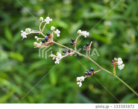 ヤブミョウガの花と種 ヤブミョウガの花と種 133383872