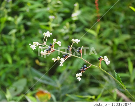 ヤブミョウガの花と種 ヤブミョウガの花と種 133383874