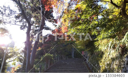 紅葉に包まれた参道 紅葉に包まれた参道 133384603