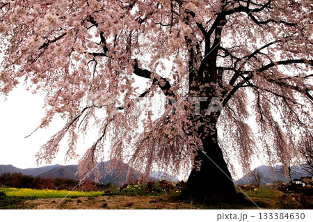しだれ桜 しだれ桜 133384630