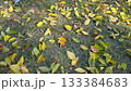 もう落ち葉の季節 133384683