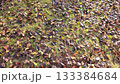 もう落ち葉の季節 133384684