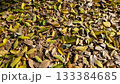 もう落ち葉の季節 133384685