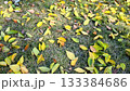 もう落ち葉の季節 133384686
