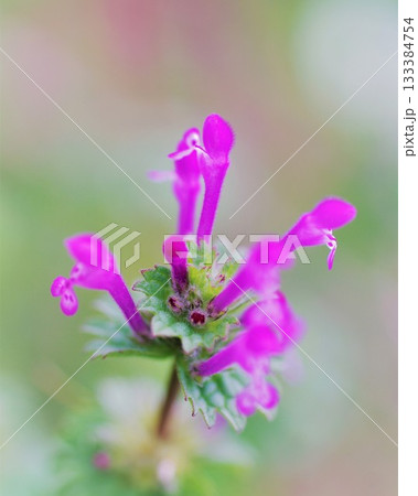 春の七草ホトケノザ日当たり 133384754