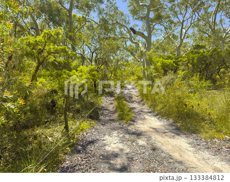 A dirt road running through a forest of evergreen Gum Trees A dirt road running through a forest of evergreen Gum Trees 133384812