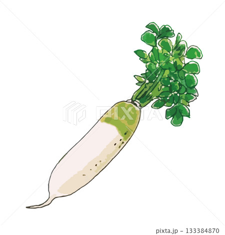リアルないろいろ野菜のイラスト_大根 リアルないろいろ野菜のイラスト_大根 133384870