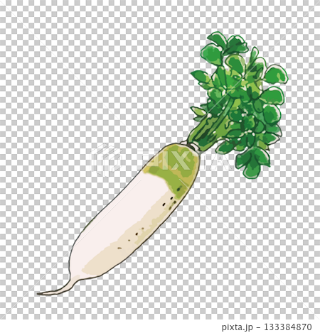 リアルないろいろ野菜のイラスト_大根 リアルないろいろ野菜のイラスト_大根 133384870