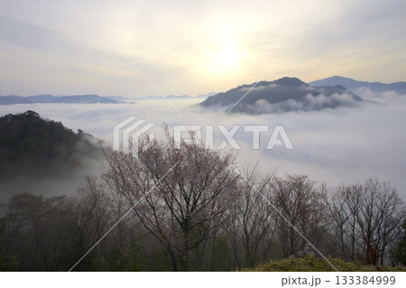 竹田城跡より朝日を浴びる雲海と桜を眺望 竹田城跡より朝日を浴びる雲海と桜を眺望 133384999