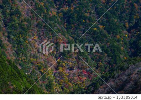 静岡県井川・接岨峡の紅葉と大井川鐵道井川線アプト式機関車 133385014