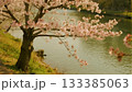 川沿いの水面と桜の木がある風景 133385063