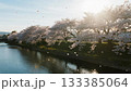 川沿いに並ぶ満開の桜の木々 133385064
