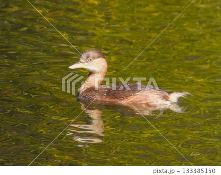 ミクルマ池を泳ぐカイツブリ 133385150