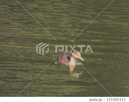 ミクルマ池を泳ぐカイツブリ2 133385151