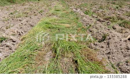 Agricultural soil conditioners. Green grass that has been trampled and crushed flat on the road in the middle of the street. Agricultural soil conditioners. Green grass that has been trampled and crushed flat on the road in the middle of the street. 133385288