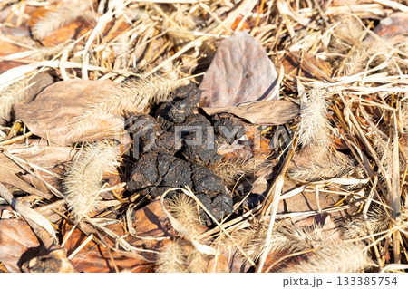 柿の実を食べたツキノワグマの糞 133385754