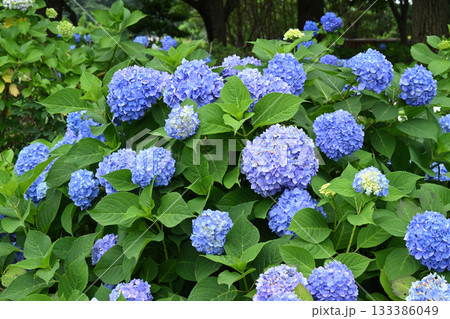 アジサイ アジサイ 133386049