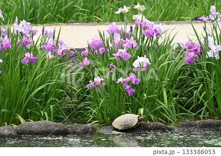 花菖蒲・水無月園 花菖蒲・水無月園 133386053
