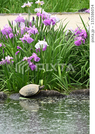 花菖蒲・水無月園 花菖蒲・水無月園 133386054