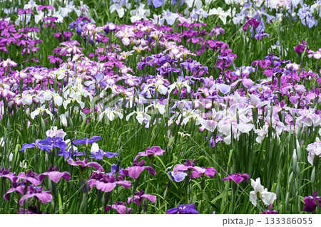 花菖蒲・水無月園 133386055