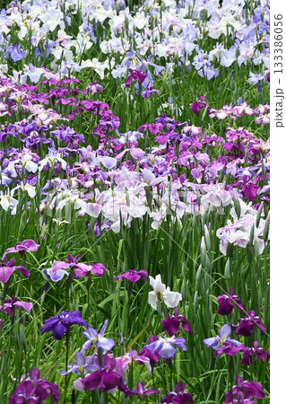 花菖蒲・水無月園 133386056
