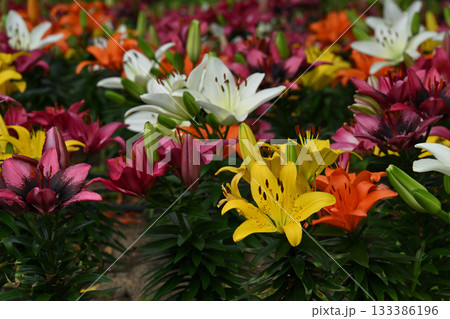 スカシユリ・相模原公園 133386196
