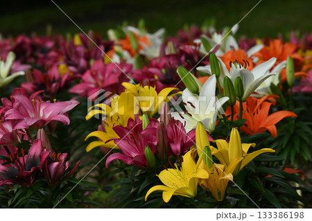 スカシユリ・相模原公園 133386198