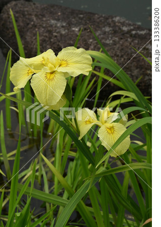 愛知の輝・花菖蒲 愛知の輝・花菖蒲 133386200