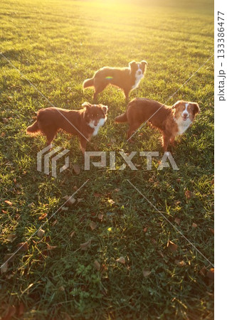 Three dogs are standing in a grassy field Three dogs are standing in a grassy field 133386477