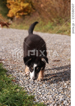 A small black and white dog is walking on a gravel road A small black and white dog is walking on a gravel road 133386507