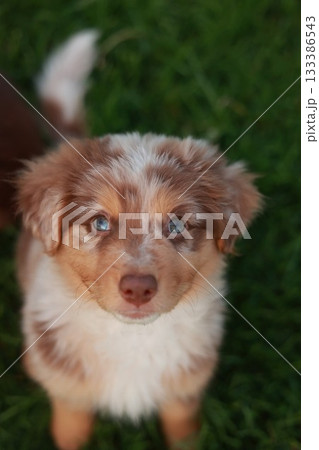Brown and white dog with blue eyes is standing on a green grassy field 133386543
