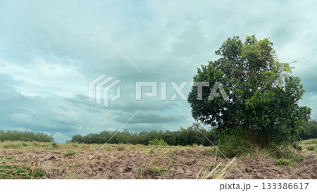 Agricultural soil conditioners. Overcast Sky Above a Fallow Field and Dense Forest. Agricultural soil conditioners. Overcast Sky Above a Fallow Field and Dense Forest. 133386617