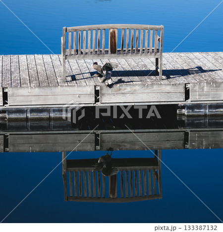 鳥とベンチのリフレクション 133387132