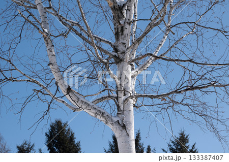 冬の青空と葉のないシラカバの木 133387407