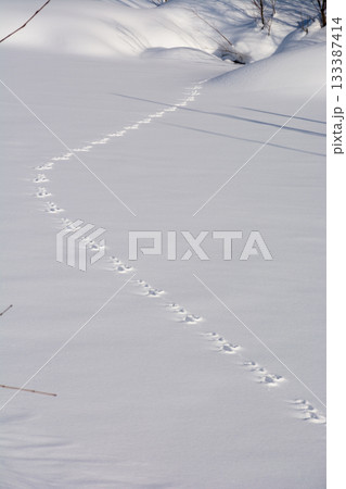 雪上の野生動物の足跡 雪上の野生動物の足跡 133387414