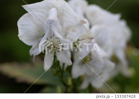 満開の白いトリカブトの花 満開の白いトリカブトの花 133387428