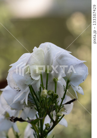 満開の白いトリカブトの花 満開の白いトリカブトの花 133387429