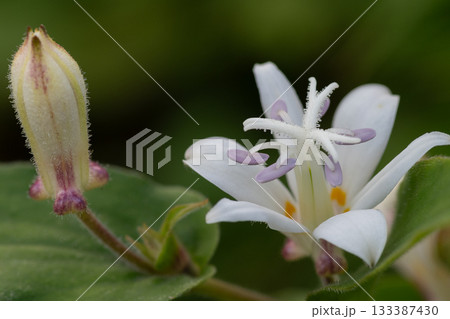 満開の白いホトトギスの花 133387430