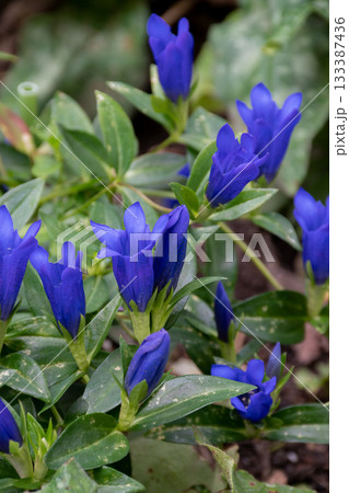 満開の紫色のリンドウの花 満開の紫色のリンドウの花 133387436