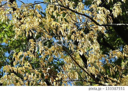 自然 植物 イヌザクラ、十一月下旬の姿。陽ざしを受けた黄白色の葉が美しい 自然 植物 イヌザクラ、十一月下旬の姿。陽ざしを受けた黄白色の葉が美しい 133387551